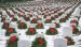 15Wreaths_at_Arlington_National_Cemetery